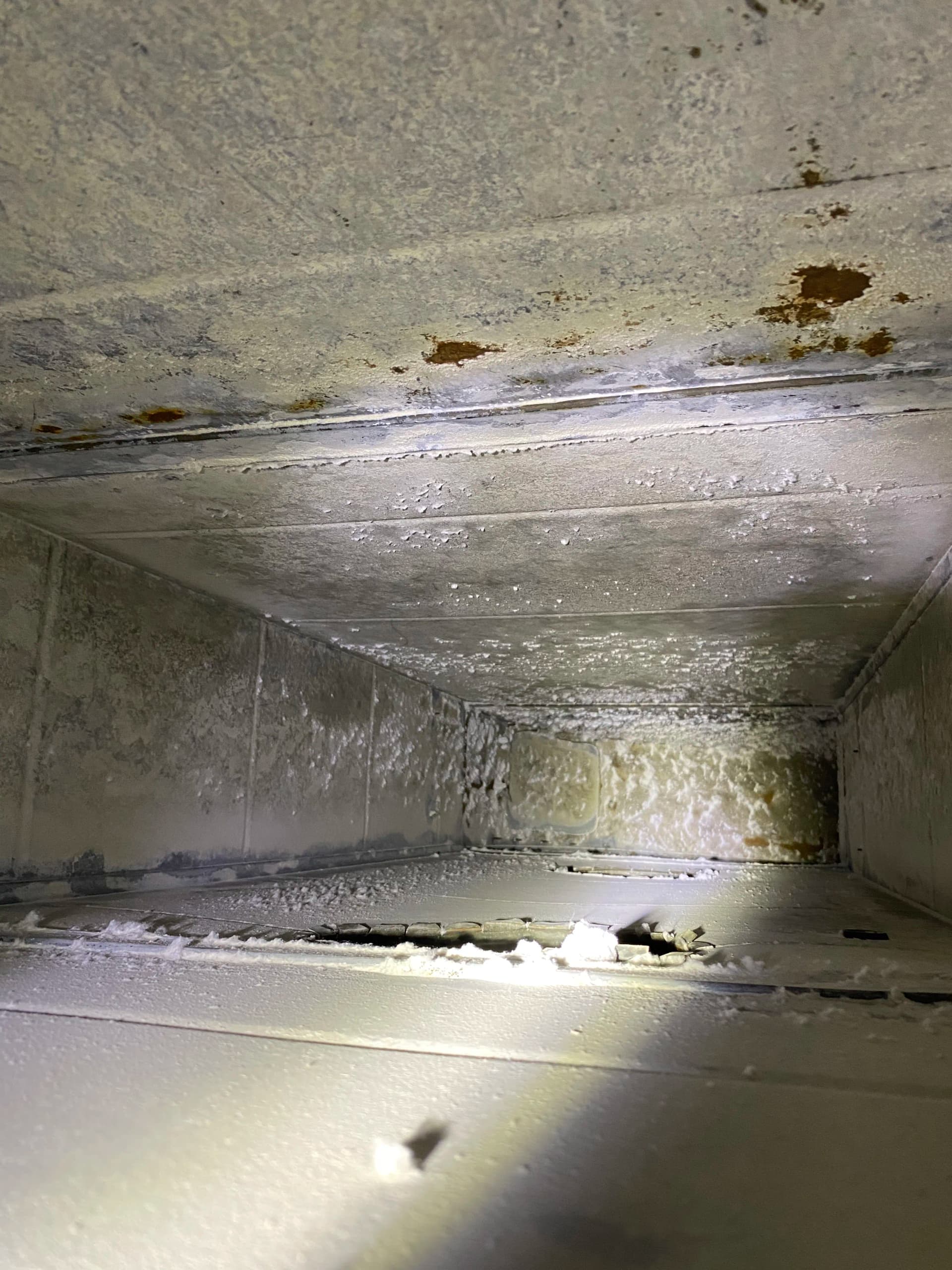 Gallery photos for 4 Years Strong Keeping the Sheraton Near DTW Breathing Clean: Image #4