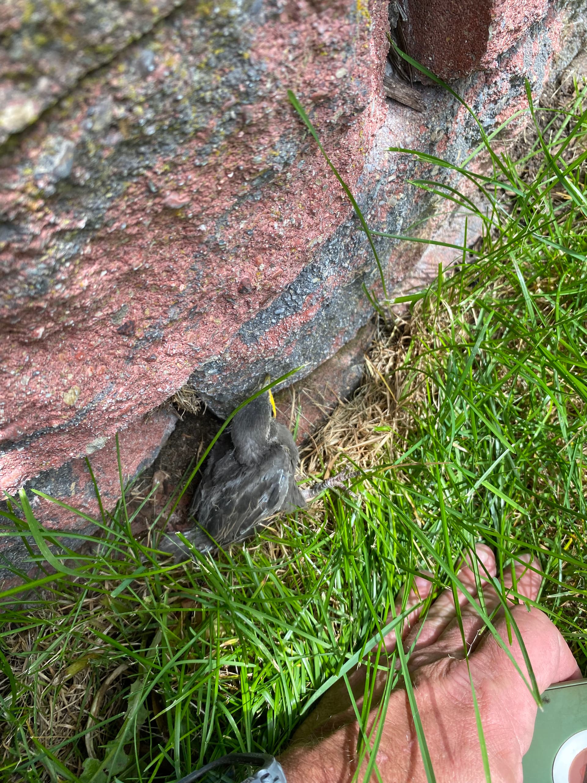 Gallery photos for Bird Nest in a Bathroom Fan Vent Caused Chaos in Newport: Image #9