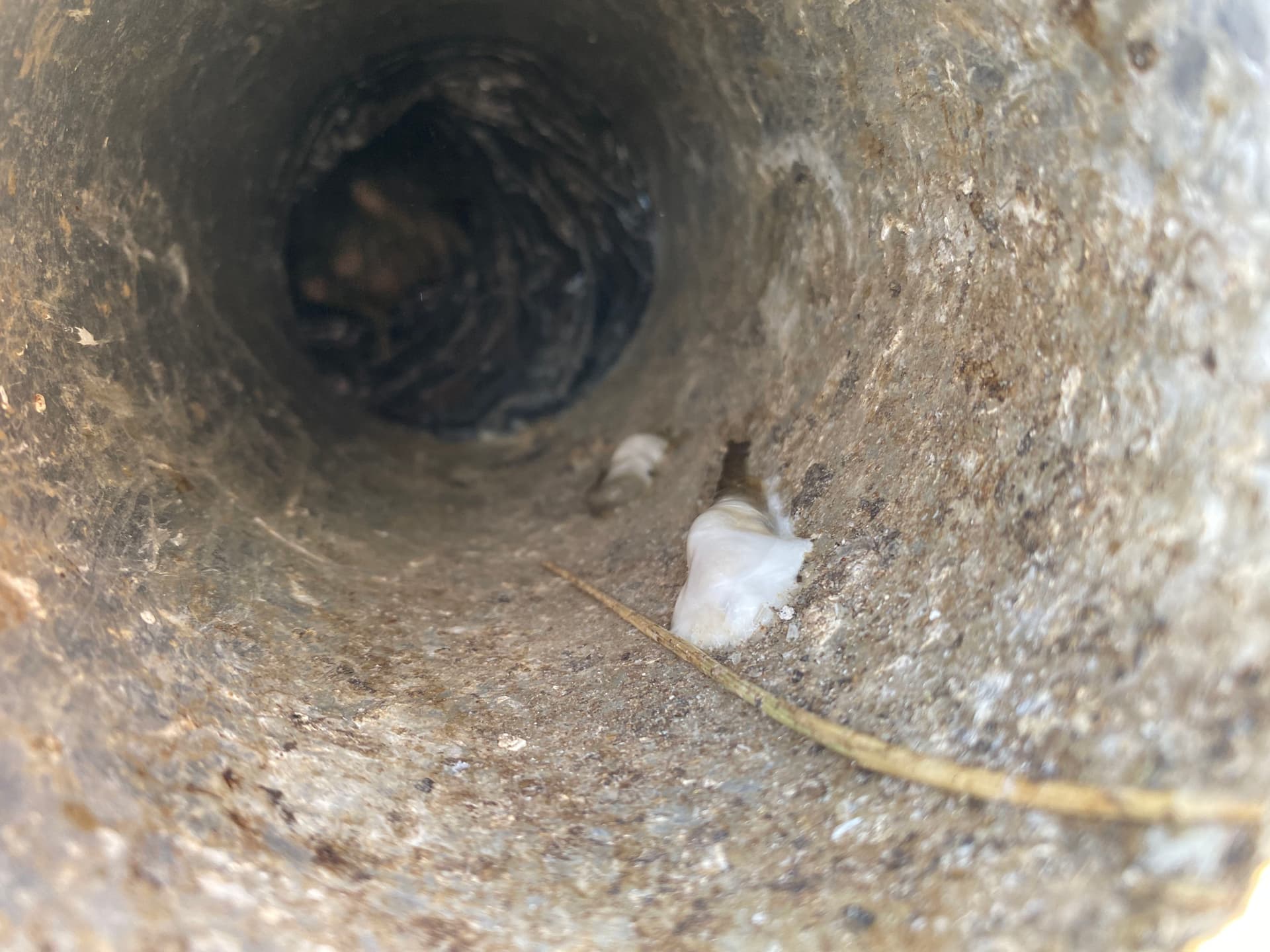 Bird Nest in a Bathroom Fan Vent Caused Chaos in Newport image
