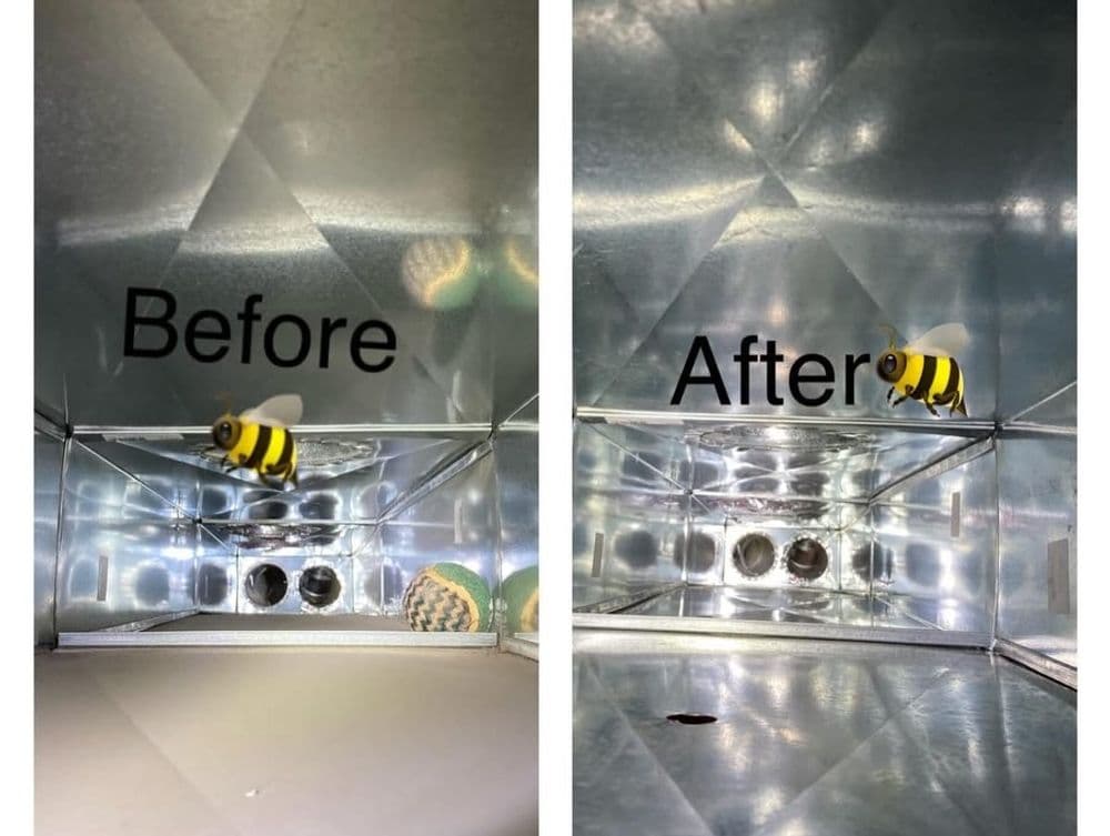 Before and after images showing a bee inside a reflective surface with text labels.